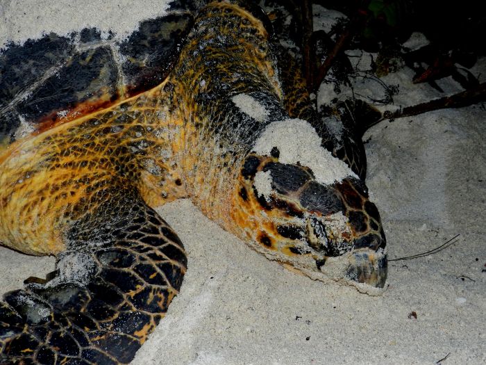 Nesting Hawksbill Turtle