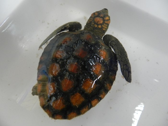 Bunny (C. caretta)
