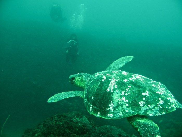 Loggerhead Turtle