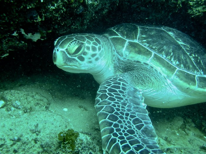 Green Turtle
