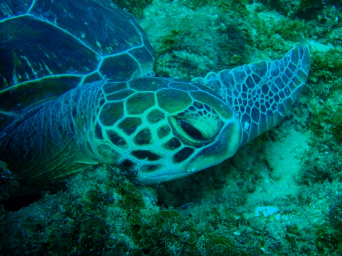 Green turtle right facial profile