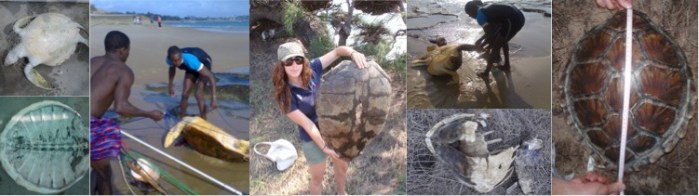 Turtle poaching around Tofo