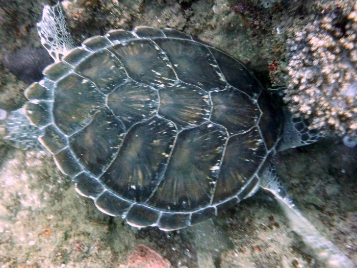 Green turtle carapace