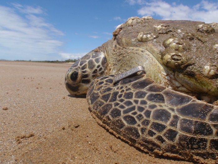 Flipper tagged green turtle