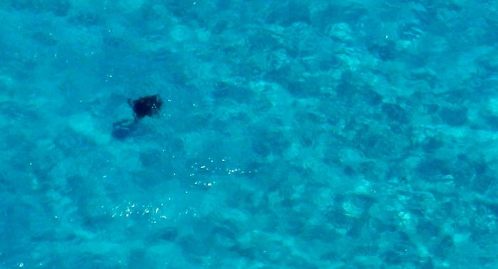 DSCN7776 ray closeup