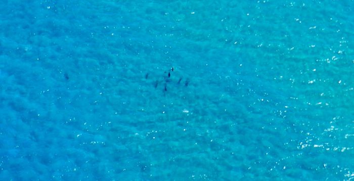 DSCN7798 closeup dolphin pod