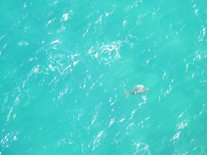 Mother dungong and calf