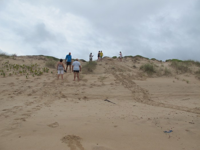 Loggerhead turtle nesting tracks.
