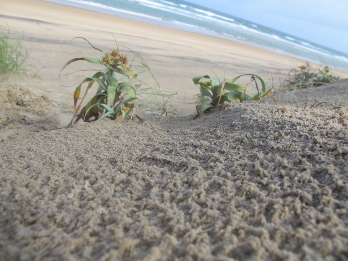 Nest with a view. This is the first thing our newly eggs will see when they hatch in ~60 days.