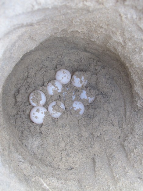 Eggs in the egg chamber