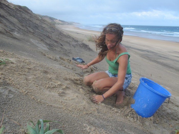 Filling in and covering over the new nest.