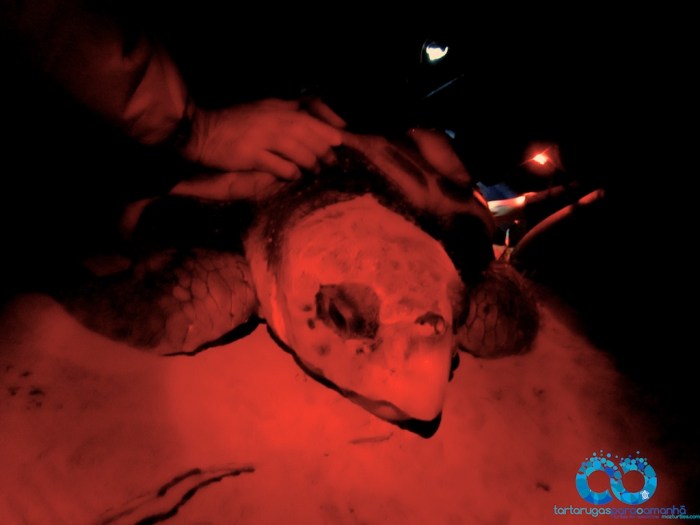 leatherback Facebook banner