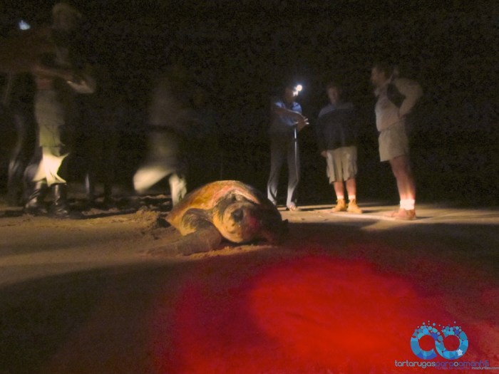 loggerhead returns to ocean with researchers behind