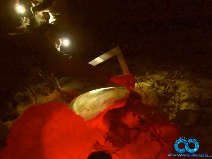 Pierre measuring SCL