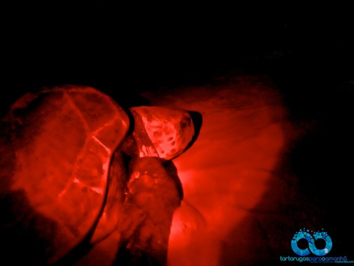 turtle heading to water