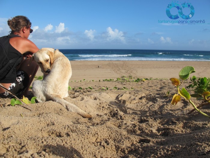 Alex, Caju and loggerhead false crawl