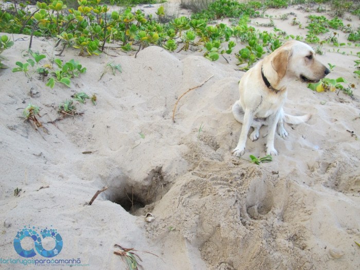 Caju and the poached nest