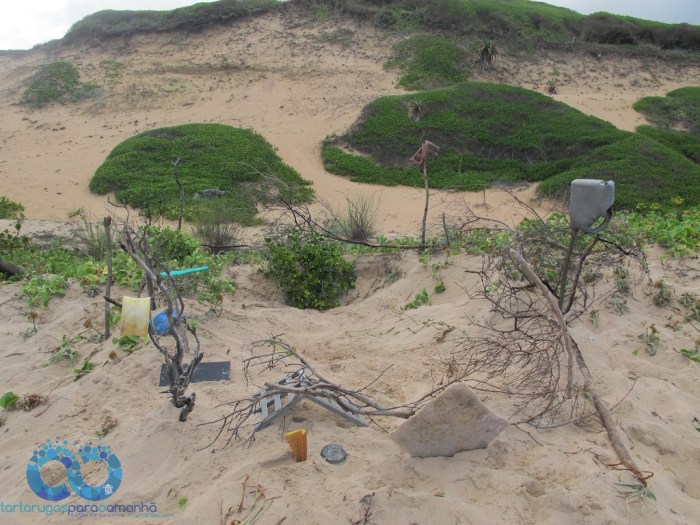 leatherback nest marked out