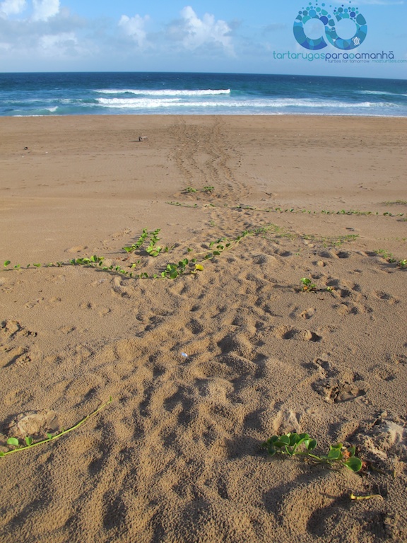 loggerhead false crawl (1)