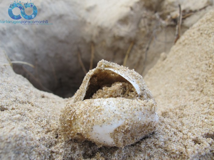 poached loggerhead nest