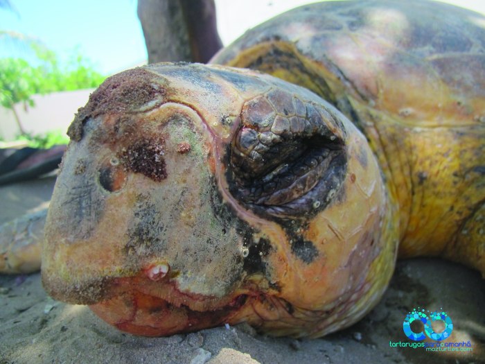 dead loggerhead face