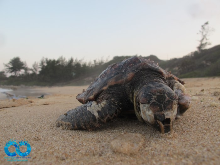 Stranded juvenile hawksbill turtle, Tofinho Beach, Inhambane. To access the full report in pdf click the link below for summaries of nesting, stranding and mortality events across the country in 2015/2016. 